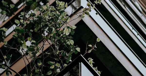 已经搭了梯子,如何让外网