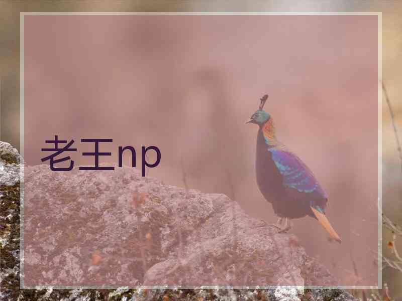 老王np