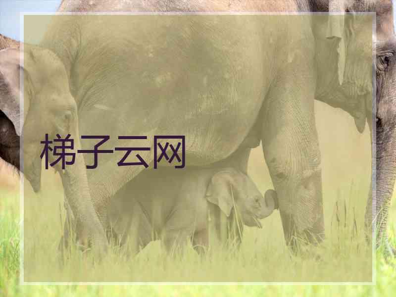 梯子云网