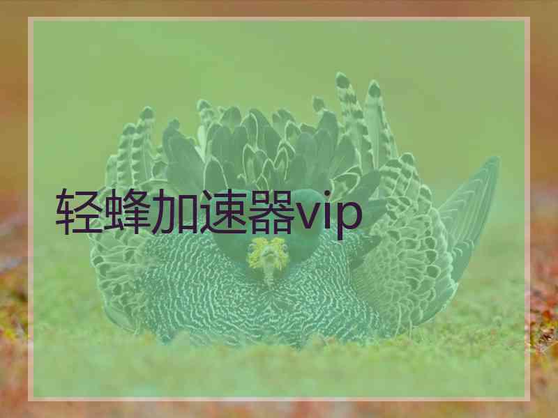 轻蜂加速器vip