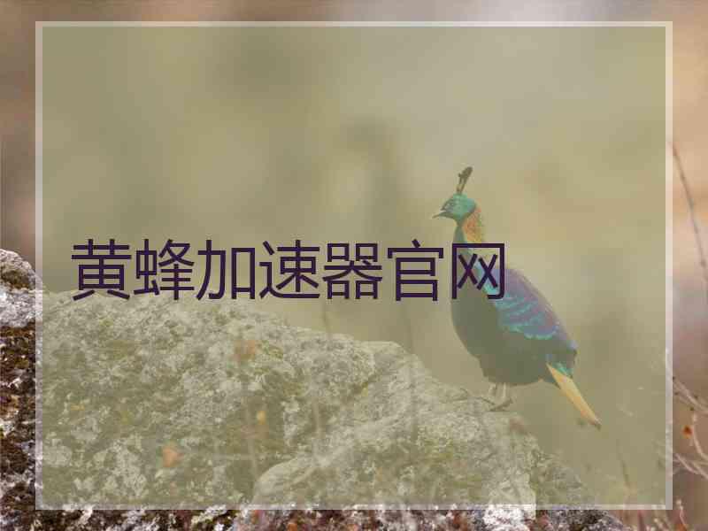 黄蜂加速器官网