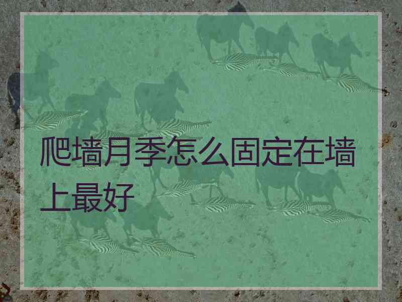 爬墙月季怎么固定在墙上最好