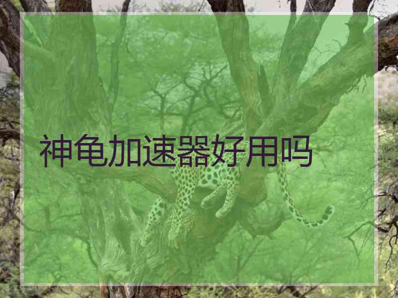 神龟加速器好用吗