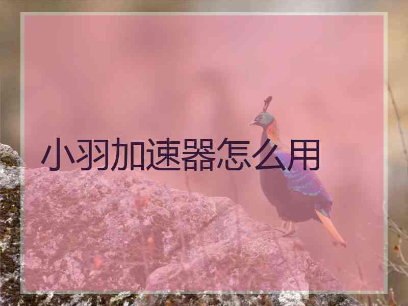 小羽加速器怎么用