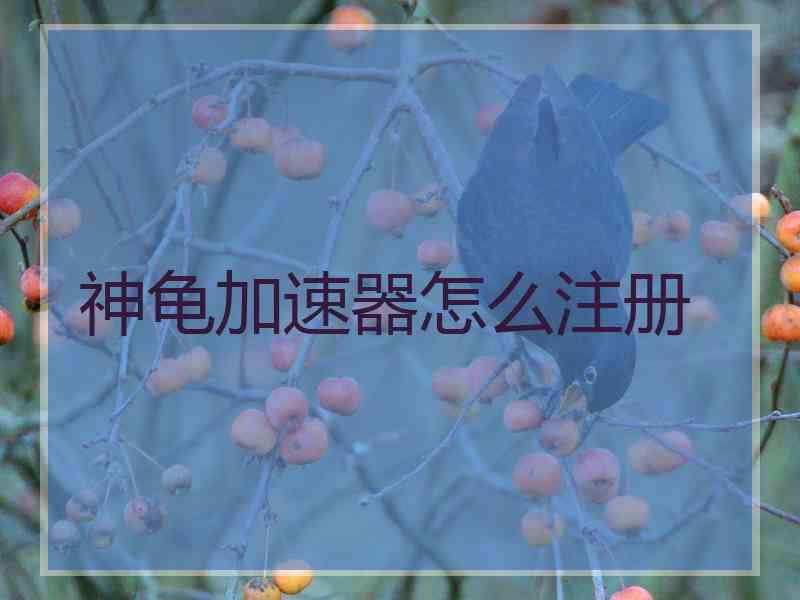 神龟加速器怎么注册