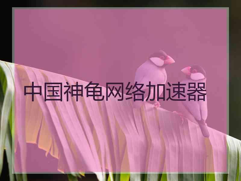 中国神龟网络加速器