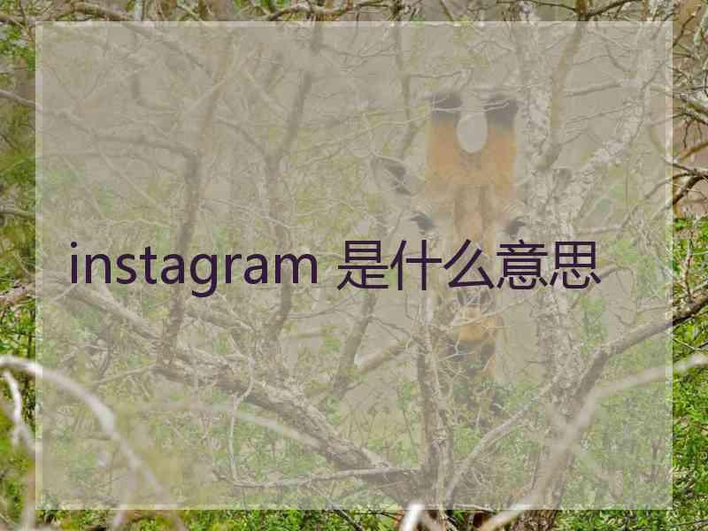 instagram 是什么意思