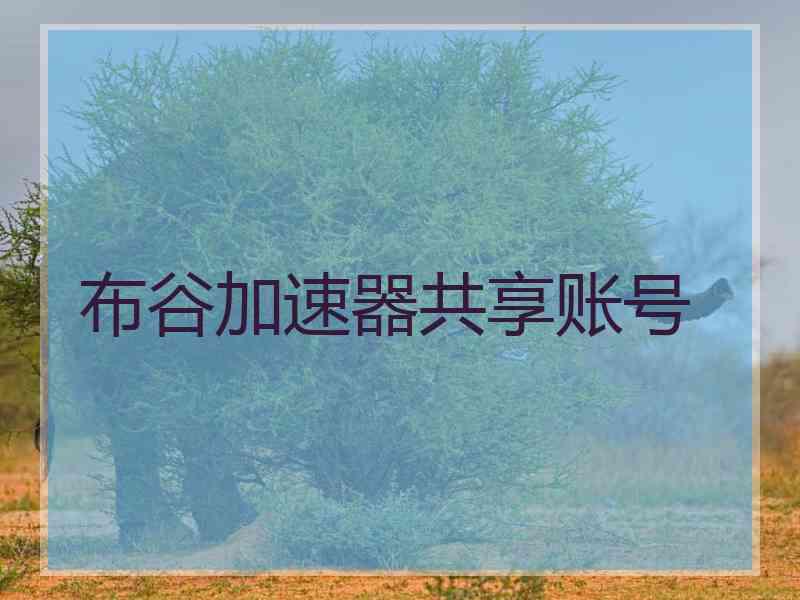 布谷加速器共享账号