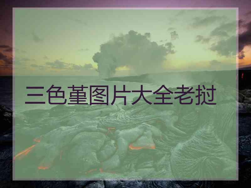 三色堇图片大全老挝
